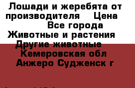 Лошади и жеребята от производителя. › Цена ­ 120 - Все города Животные и растения » Другие животные   . Кемеровская обл.,Анжеро-Судженск г.